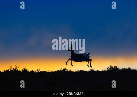 (150408) - PECHINO, 8 aprile 2015 - questa è una foto della gazzella tibetana scattata dal fotografo . Il primo album di immagini naturali della Cina intitolato The Beauty of Nature - Nature & Wildlife Photography in China è stato pubblicato di recente, che include l'essenza dei 63 programmi IBE (Imaging Biodiversity Expedition) ha fatto ricerche nei sei anni successivi alla sua fondazione. IBE, fondata nel 2008, è un istituto che mira a registrare la natura in Cina utilizzando la spedizione di imaging sulla biodiversità. ) (Zwx) CHINA-FIRST NATURE IMAGE RECORD OF CHINA(CN) ChengxBin PUBLICATIONxNOTxINxCHN Pechino 8 aprile 2015 questo È Foto Stock