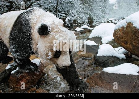 (150408) -- PECHINO, 8 aprile 2015 -- questa è una foto di un panda gigante scattata dal fotografo . Il primo album di immagini naturali della Cina intitolato The Beauty of Nature - Nature & Wildlife Photography in China è stato pubblicato di recente, che include l'essenza dei 63 programmi IBE (Imaging Biodiversity Expedition) ha fatto ricerche nei sei anni successivi alla sua fondazione. IBE, fondata nel 2008, è un istituto che mira a registrare la natura in Cina utilizzando la spedizione di imaging sulla biodiversità. ) (Zwx) CHINA-FIRST NATURE IMAGE RECORD OF CHINA(CN) XiangxDingqian PUBLICATIONxNOTxINxCHN Pechino 8 aprile 2015 This Foto Stock