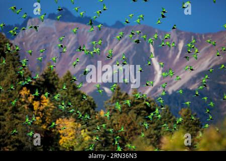 (150408) -- PECHINO, 8 aprile 2015 -- questa è una foto di Lord derby s parakeets scattata dal fotografo . Il primo album di immagini naturali della Cina intitolato The Beauty of Nature - Nature & Wildlife Photography in China è stato pubblicato di recente, che include l'essenza dei 63 programmi IBE (Imaging Biodiversity Expedition) ha fatto ricerche nei sei anni successivi alla sua fondazione. IBE, fondata nel 2008, è un istituto che mira a registrare la natura in Cina utilizzando la spedizione di imaging sulla biodiversità. ) (Zwx) CHINA-FIRST NATURE IMAGE RECORD OF CHINA(CN) PengxJiansheng PUBLICATIONxNOTxINxCHN Pechino 8 aprile Foto Stock