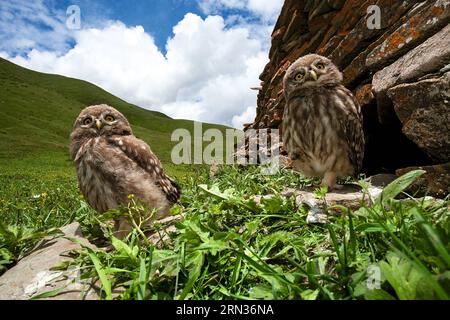 (150408) -- PECHINO, 8 aprile 2015 -- questa è una foto di gufi scattata dal fotografo . Il primo album di immagini naturali della Cina intitolato The Beauty of Nature - Nature & Wildlife Photography in China è stato pubblicato di recente, che include l'essenza dei 63 programmi IBE (Imaging Biodiversity Expedition) ha fatto ricerche nei sei anni successivi alla sua fondazione. IBE, fondata nel 2008, è un istituto che mira a registrare la natura in Cina utilizzando la spedizione di imaging sulla biodiversità. ) (Zwx) CHINA-FIRST NATURE IMAGE RECORD OF CHINA(CN) DongxLei PUBLICATIONxNOTxINxCHN Pechino 8 aprile 2015 questa È una foto di Foto Stock