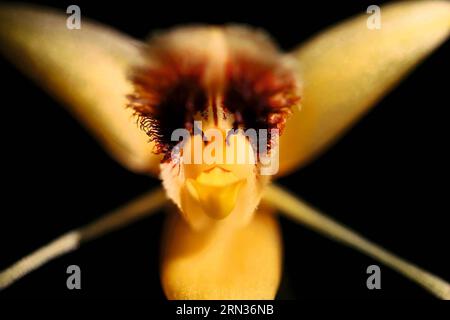 (150408) -- PECHINO, 8 aprile 2015 -- questa è una foto di coelogyne fimbriata scattata dal fotografo . Il primo album di immagini naturali della Cina intitolato The Beauty of Nature - Nature & Wildlife Photography in China è stato pubblicato di recente, che include l'essenza dei 63 programmi IBE (Imaging Biodiversity Expedition) ha fatto ricerche nei sei anni successivi alla sua fondazione. IBE, fondata nel 2008, è un istituto che mira a registrare la natura in Cina utilizzando la spedizione di imaging sulla biodiversità. ) (Zwx) CHINA-FIRST NATURE IMAGE RECORD OF CHINA(CN) ChengxBin PUBLICATIONxNOTxINxCHN Pechino 8 aprile 2015 Thi Foto Stock