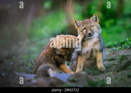 (150408) - PECHINO, 8 aprile 2015 - questa è una foto di volpi tibetane scattata dal fotografo . Il primo album di immagini naturali della Cina intitolato The Beauty of Nature - Nature & Wildlife Photography in China è stato pubblicato di recente, che include l'essenza dei 63 programmi IBE (Imaging Biodiversity Expedition) ha fatto ricerche nei sei anni successivi alla sua fondazione. IBE, fondata nel 2008, è un istituto che mira a registrare la natura in Cina utilizzando la spedizione di imaging sulla biodiversità. ) (Zwx) CHINA-FIRST NATURE IMAGE RECORD OF CHINA(CN) GuoxLiang PUBLICATIONxNOTxINxCHN Pechino 8 aprile 2015 questo È un Foto Stock