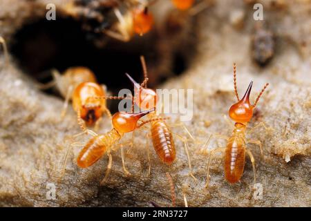(150408) -- PECHINO, 8 aprile 2015 -- questa è una foto di termiti scattata dal fotografo . Il primo album di immagini naturali della Cina intitolato The Beauty of Nature - Nature & Wildlife Photography in China è stato pubblicato di recente, che include l'essenza dei 63 programmi IBE (Imaging Biodiversity Expedition) ha fatto ricerche nei sei anni successivi alla sua fondazione. IBE, fondata nel 2008, è un istituto che mira a registrare la natura in Cina utilizzando la spedizione di imaging sulla biodiversità. ) (Zwx) CHINA-FIRST NATURE IMAGE RECORD OF CHINA(CN) LiuxYanming PUBLICATIONxNOTxINxCHN Pechino 8 aprile 2015 questo È un pH Foto Stock