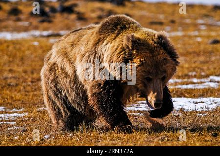 (150408) - PECHINO, 8 aprile 2015 - questa è una foto dell'orso blu tibetano scattata dal fotografo . Il primo album di immagini naturali della Cina intitolato The Beauty of Nature - Nature & Wildlife Photography in China è stato pubblicato di recente, che include l'essenza dei 63 programmi IBE (Imaging Biodiversity Expedition) ha fatto ricerche nei sei anni successivi alla sua fondazione. IBE, fondata nel 2008, è un istituto che mira a registrare la natura in Cina utilizzando la spedizione di imaging sulla biodiversità. ) (Zwx) CHINA-FIRST NATURE IMAGE RECORD OF CHINA(CN) LiuxSiyuan PUBLICATIONxNOTxINxCHN Pechino 8 aprile 2015 This Foto Stock