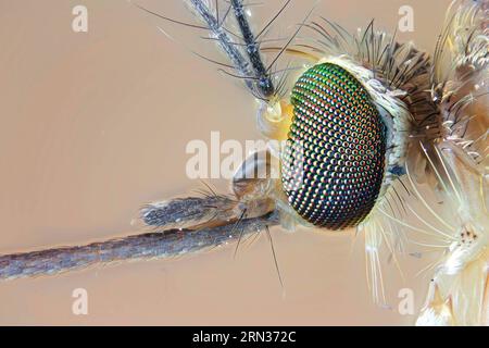 (150408) -- PECHINO, 8 aprile 2015 -- questa è una foto che mostra la testa di un culex sotto il microscopio scattata dal fotografo . Il primo album di immagini naturali della Cina intitolato The Beauty of Nature - Nature & Wildlife Photography in China è stato pubblicato di recente, che include l'essenza dei 63 programmi IBE (Imaging Biodiversity Expedition) ha fatto ricerche nei sei anni successivi alla sua fondazione. IBE, fondata nel 2008, è un istituto che mira a registrare la natura in Cina utilizzando la spedizione di imaging sulla biodiversità. ) (Zwx) CHINA-FIRST NATURE IMAGE RECORD OF CHINA(CN) ZhangxChao PUBLICATIONxNOTxINxCHN Foto Stock
