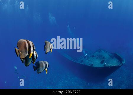 (150408) -- PECHINO, 8 aprile 2015 -- questa è una foto di pomfrets scattata dal fotografo . Il primo album di immagini naturali della Cina intitolato The Beauty of Nature - Nature & Wildlife Photography in China è stato pubblicato di recente, che include l'essenza dei 63 programmi IBE (Imaging Biodiversity Expedition) ha fatto ricerche nei sei anni successivi alla sua fondazione. IBE, fondata nel 2008, è un istituto che mira a registrare la natura in Cina utilizzando la spedizione di imaging sulla biodiversità. ) (Zwx) CHINA-FIRST NATURE IMAGE RECORD OF CHINA(CN) WuxLixin PUBLICATIONxNOTxINxCHN Pechino 8 aprile 2015 This IS a Photo Foto Stock