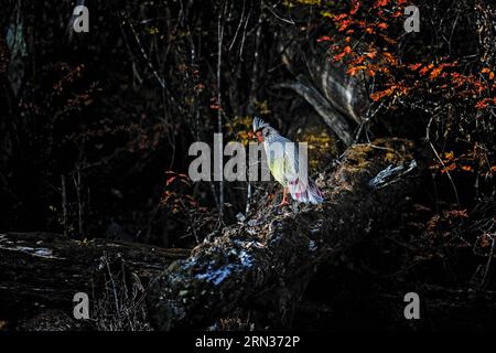 (150408) -- PECHINO, 8 aprile 2015 -- questa è una foto di fagiano di sangue scattata dal fotografo . Il primo album di immagini naturali della Cina intitolato The Beauty of Nature - Nature & Wildlife Photography in China è stato pubblicato di recente, che include l'essenza dei 63 programmi IBE (Imaging Biodiversity Expedition) ha fatto ricerche nei sei anni successivi alla sua fondazione. IBE, fondata nel 2008, è un istituto che mira a registrare la natura in Cina utilizzando la spedizione di imaging sulla biodiversità. ) (Zwx) CHINA-FIRST NATURE IMAGE RECORD OF CHINA(CN) GuoxLiang PUBLICATIONxNOTxINxCHN Pechino 8 aprile 2015 questo È Foto Stock