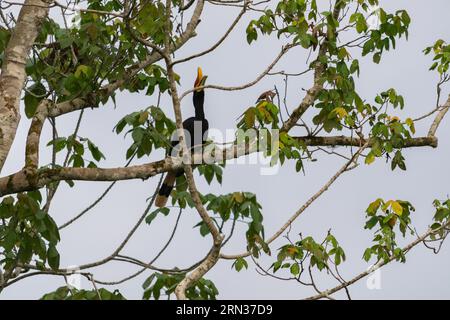 Incredibile primo piano di un rinoceronte selvatico su un albero Foto Stock