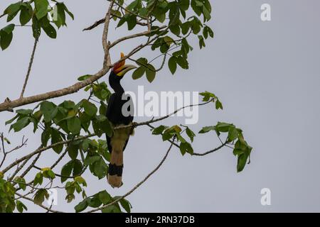 Incredibile primo piano di un rinoceronte selvatico su un albero Foto Stock