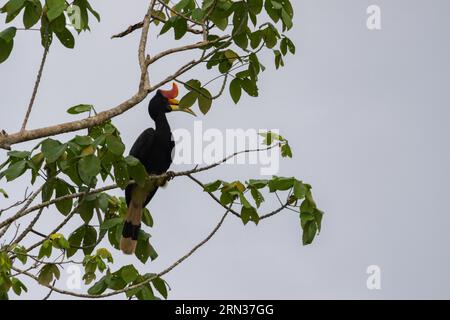 Incredibile primo piano di un rinoceronte selvatico su un albero Foto Stock