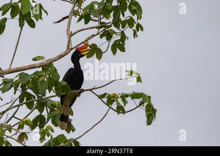 Incredibile primo piano di un rinoceronte selvatico su un albero Foto Stock