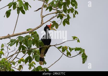 Incredibile primo piano di un rinoceronte selvatico su un albero Foto Stock