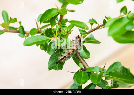 Rusty Tussock Moth, Orgyia antiqua, caterpillar su un ramo di pyracantha e se ne va. Foto Stock