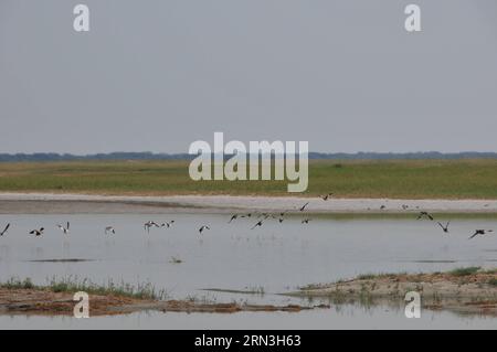 (150417) -- MAKGADIKGADI, 17 aprile 2015 -- foto scattata il 15 aprile 2015 mostra una vista del santuario degli uccelli di nata nell'area delle saline di Makgadikgadi nel Botswana centrale. L'area delle teglie di Makgadikgadi è una delle saline più grandi del mondo e copre un'area di oltre 30.000 km². Le ricerche suggeriscono che le padelle sono una reliquia di quello che un tempo era uno dei più grandi laghi dell'entroterra che l'Africa abbia mai avuto. Durante la stagione delle piogge, il terreno bianco e pianeggiante delle padelle può essere trasformato in un lago di polvere. ) SALINE BOTSWANA-MAKGADIKGADI LvxTianran PUBLICATIONxNOTxINxCHN Makgadikgadi 17 aprile 2015 foto scattata IL 15 aprile Foto Stock