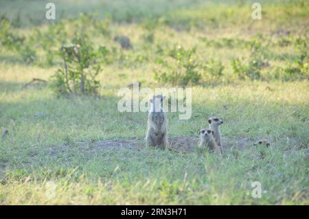 (150417) -- MAKGADIKGADI, 17 aprile 2015 -- foto scattata il 14 aprile 2015 mostra i meerkats ai margini delle saline Makgadikgadi nel Botswana centrale. L'area delle teglie di Makgadikgadi è una delle saline più grandi del mondo e copre un'area di oltre 30.000 km². Le ricerche suggeriscono che le padelle sono una reliquia di quello che un tempo era uno dei più grandi laghi dell'entroterra che l'Africa abbia mai avuto. Durante la stagione delle piogge, il terreno bianco e pianeggiante delle padelle può essere trasformato in un lago di polvere. ) SALINE BOTSWANA-MAKGADIKGADI LvxTianran PUBLICATIONxNOTxINxCHN Makgadikgadi 17 aprile 2015 la foto scattata IL 14 aprile 2015 mi mostra Foto Stock