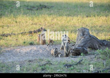 (150417) -- MAKGADIKGADI, 17 aprile 2015 -- foto scattata il 14 aprile 2015 mostra i meerkats ai margini delle saline Makgadikgadi nel Botswana centrale. L'area delle teglie di Makgadikgadi è una delle saline più grandi del mondo e copre un'area di oltre 30.000 km². Le ricerche suggeriscono che le padelle sono una reliquia di quello che un tempo era uno dei più grandi laghi dell'entroterra che l'Africa abbia mai avuto. Durante la stagione delle piogge, il terreno bianco e pianeggiante delle padelle può essere trasformato in un lago di polvere. ) SALINE BOTSWANA-MAKGADIKGADI LvxTianran PUBLICATIONxNOTxINxCHN Makgadikgadi 17 aprile 2015 la foto scattata IL 14 aprile 2015 mi mostra Foto Stock