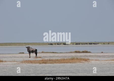 (150417) -- MAKGADIKGADI, 17 aprile 2015 -- foto scattata il 15 aprile 2015 mostra una vista del santuario degli uccelli di nata nell'area delle saline di Makgadikgadi nel Botswana centrale. L'area delle teglie di Makgadikgadi è una delle saline più grandi del mondo e copre un'area di oltre 30.000 km². Le ricerche suggeriscono che le padelle sono una reliquia di quello che un tempo era uno dei più grandi laghi dell'entroterra che l'Africa abbia mai avuto. Durante la stagione delle piogge, il terreno bianco e pianeggiante delle padelle può essere trasformato in un lago di polvere. ) SALINE BOTSWANA-MAKGADIKGADI LvxTianran PUBLICATIONxNOTxINxCHN Makgadikgadi 17 aprile 2015 foto scattata IL 15 aprile Foto Stock