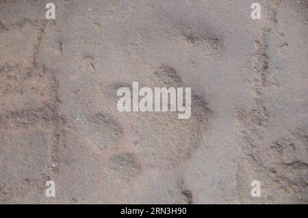 (150417) -- RASESA, 17 aprile 2015 -- foto scattata il 16 aprile 2015 mostra le incisioni rupestri Matsieng del popolo San (popolo Bushman) realizzate alla tarda età della pietra nel villaggio di Rasesa, a sud-est del Botswana. Le incisioni includono impronte animali e umane. ) BOTSWANA-RASESA-MATSIENG INCISIONI RUPESTRI-SAN PEOPLE LyuxTianran PUBLICATIONxNOTxINxCHN 17 aprile 2015 foto scattata IL 16 aprile 2015 mostra incisioni rupestri di celebrità di San celebrità Bushman realizzate ALLA tarda età della pietra nel villaggio sud-est del Botswana le incisioni includono impronte animali e umane incisioni rupestri Botswana San Celebriti Foto Stock