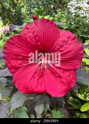 Un grande e vibrante fiore di ibisco in un giardino a Brooklyn, New York. Famiglia Malvaceae Foto Stock