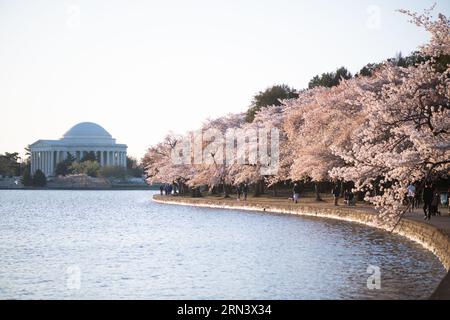 WASHINGTON DC - i ciliegi fioriscono al picco della fioritura costeggiano le rive del bacino delle maree, con il Jefferson Memorial visibile dall'altra parte dell'acqua. Gli alberi in fiore, un dono del Giappone nel 1912, sono l'attrazione principale dell'annuale National Cherry Blossom Festival. Foto Stock