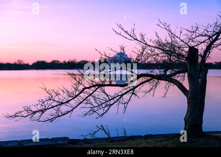 WASHINGTON DC - Un albero di ciliegio con gemme primaverili è sagomato contro il cielo all'alba lungo il bacino delle maree, con il Jefferson Memorial visibile sullo sfondo. Questi alberi fioriti, un dono del Giappone nel 1912, sono al centro dell'annuale National Cherry Blossom Festival. Foto Stock