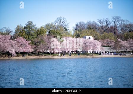 Fiori di ciliegio con il Martin Luther King Jr Memorial a Washington DC | WASHINGTON — I fiori di ciliegio costeggiano la riva del Tidal Basin a Washington, D.C., con la massa di granito bianco del Martin Luther King, Jr. Memorial visibile attraverso gli alberi. I visitatori si radunano lungo il bordo dell'acqua per ammirare i fiori vicino al picco della fioritura. Gli alberi, un dono del Giappone del 1912, sono il fulcro del Festival annuale dei fiori di ciliegio nazionale ogni primavera. Foto Stock