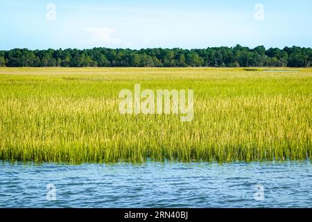 Bullyard Sound Marsh Spartina Alterniflora South Carolina // BULLYARD SOUND, South Carolina, Stati Uniti - Una tranquilla scena di canne, acqua e cielo nel canale navigabile Lowcountry di Bullyard Sound, South Carolina. Il paesaggio paludoso è caratterizzato dalla presenza di erbe costiere autoctone, probabilmente Spartina alterniflora, nota anche come liscia cordicella. Questo ecosistema di maree è tipico della costa della Carolina del Sud, giocando un ruolo cruciale nell'ecologia costiera e fornendo un habitat importante per varie specie di fauna selvatica. Foto Stock