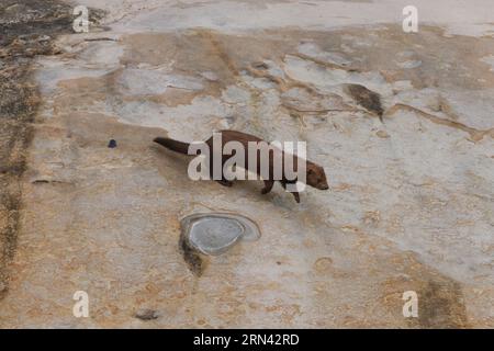 Visone americano (Neogale vison) Isola di Vancouver, Columbia Britannica, Canada Foto Stock