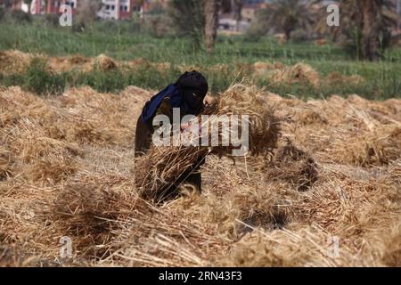 (150504) -- FAYOUM, 4 maggio 2015 -- una donna egiziana lavora in un campo di grano nel villaggio di Deska, Fayoum, a circa 130 chilometri a sud-ovest del Cairo, in Egitto, il 4 maggio 2015. Questa stagione la coltura di grano in Egitto raggiungerà i 10 milioni di tonnellate e il governo egiziano ha elaborato un piano per la produzione di grano che soddisfi oltre il 80 per cento del suo fabbisogno interno entro il 2030. L'Egitto è il più grande importatore mondiale di frumento, che di solito acquista circa 10 milioni di tonnellate di frumento all'anno dai mercati internazionali e utilizza una miscela di frumento nazionale e di importazione per il suo programma di pane sovvenzionato. ) EGYPT-FAYOUM-WHEAT Foto Stock