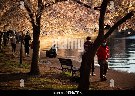 WASHINGTON DC - i ciliegi in fiore fiancheggiano la passerella del bacino delle maree mentre i visitatori si godono il paesaggio primaverile. L'evento annuale celebra il dono 1912 di alberi provenienti dal Giappone, che sono il fulcro del National Cherry Blossom Festival. Foto Stock