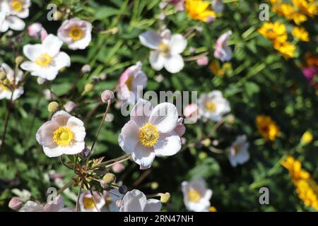 Anemoni giapponesi su sfondo verde nel giardino Foto Stock