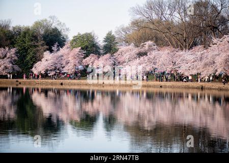 Fiori di ciliegio al Tidal Basin di Washington DC | WASHINGTON — I fiori di ciliegio costeggiano il Tidal Basin e si specchiano nella sua acqua immobile mentre i visitatori si radunano lungo il sentiero della riva a Washington, D.C. Gli alberi discendono da un dono del 1912 di 3.020 ciliegi giapponesi della città di Tokyo, la maggior parte dei quali è la varietà bianco-rosa Yoshino che domina la chioma del bacino ogni primavera. Foto Stock