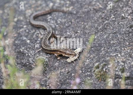 Lucertola viva (Lacerta vivipara) con cavalletta predata (Chorthippus apricarius), Emsland, bassa Sassonia, Germania Foto Stock