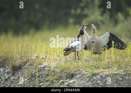 Oca egiziana (Alopochen aegyptiaca) coppia con giovani si salutano a vicenda sulla riva del lago, Allgaeu, Baviera, Germania Foto Stock