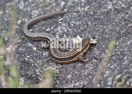 Lucertola viva (Lacerta vivipara) con cavalletta predata (Chorthippus apricarius), Emsland, bassa Sassonia, Germania Foto Stock