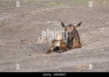 GNU (Connochaetes), neonato, giovane, giovanile, vitello, Resting, Ndutu Conservation area, Tanzania, Africa Foto Stock