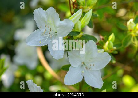 Fiori dell'azalea giapponese (Rhododendron obtusum) nel parco cittadino di Lahr, Baden-Wuerttemberg, Germania Foto Stock