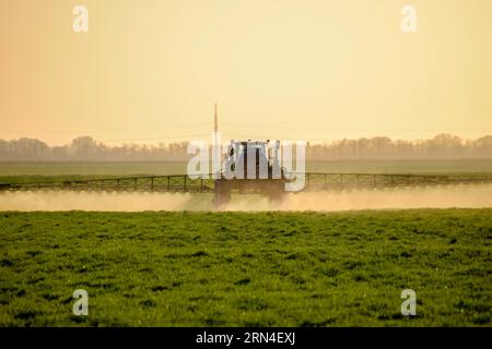 Il trattore spruzza il fertilizzante sul campo di grano Foto Stock