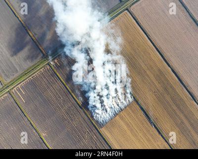 La combustione di paglia di riso nei campi. Fumo dalla combustione della paglia di riso nei controlli. Fuoco sul campo Foto Stock