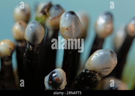 Conidia Black cup Second Fruit forma diversi steli ruvidi neri e teste bianche a forma di uovo affiancate l'una all'altra contro un cielo blu Foto Stock