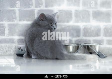 British Shorthair maschio, 11 settimane, grigio, da dietro, seduto di fronte alla ciotola del cibo, girando a destra dietro, sfondo grigio muro di mattoni Foto Stock