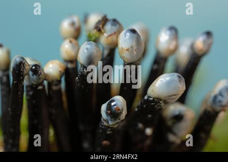 Conidia Black cup Second Fruit forma diversi steli ruvidi neri e teste bianche a forma di uovo affiancate l'una all'altra contro un cielo blu Foto Stock