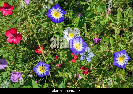 Prato estivo, gloria mattutina nana (Convolvulus tricolor) e lino rosso (Linum grandiflorum), Allgäu, Baviera, Germania, Europa Foto Stock