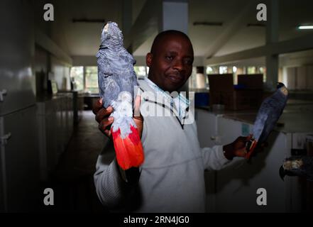 (150522) --NAIROBI, 21 maggio 2015 -- Onesmus Kioko, Technician of National Museum of Kenya, espone due esemplari di pappagallo grigio africano ai giornalisti di Nairobi, Kenya, 21 maggio 2015. Il pappagallo grigio africano è endemico del Congo, in Africa. È stata elencata come specie minacciata dalla IUCN. Il 21 maggio è celebrato come giornata internazionale per la diversità biologica con il tema di quest'anno biodiversità per lo sviluppo sostenibile per sottolineare che il destino dell'umanità è fortemente legato alla diversità biologica. KENYA-NAIROBI-BIODIVERSITY DAY PanxSiwei PUBLICATIONxNOTxINxCHN 150522 Nairobi 21 maggio 2015 Techni Foto Stock