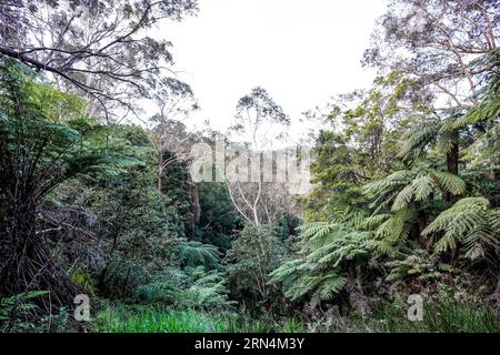 Sydney, Australia. 18 agosto 2023. Sydney, Australia, 18 agosto 2023: Forest in the Blue-Mountains-Nationalpark a Sydney, nuovo Galles del Sud, Australia. (Daniela Porcelli/SPP) credito: SPP Sport Press Photo. /Alamy Live News Foto Stock