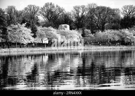 WASHINGTON DC, Stati Uniti - Una fotografia in bianco e nero dei famosi ciliegi fioriti di Washington DC. Ogni primavera, i ciliegi in piena fioritura avvolgono il bacino del Tidal, segnando l'inizio della primavera nella capitale della nazione. Questo evento annuale attira migliaia di persone, a simboleggiare la duratura amicizia tra Stati Uniti e Giappone, un dono di Tokyo nel 1912. Foto Stock