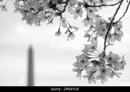 Questo è preso da molto lontano -- attraverso il bacino di marea--ma utilizza una lunga teleobiettivi (300mm full-frame equivalente) per mantenere il Monumento di Washington come una grande parte del telaio. NIKON D7000 | Lente: 18.0-200.0 mm f/3.5-5.6 a 200 mm | Velocità otturatore: ¹⁄₂₅ sec | Apertura: ƒ / 8.0 | ISO 100 Foto Stock