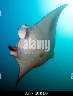 Immagine retroilluminata della parte inferiore della mante gigante (Manta birostris), Oceano Pacifico, Palau Foto Stock