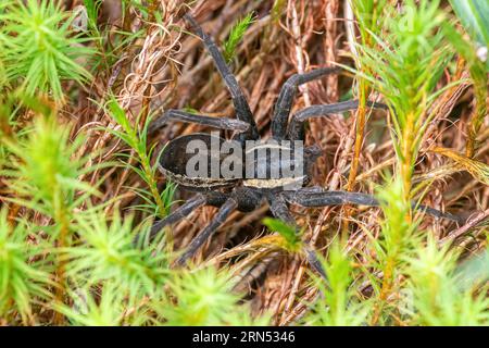 Ragno zattera (Dolomedes fimbriatus), primo piano di un ragno femmina sul muschio vicino a uno stagno, Regno Unito Foto Stock