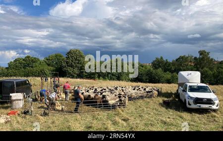 Le pecore vengono tagliate in una fetch, Schwerin, Meclemburgo-Pomerania occidentale, Germania Foto Stock